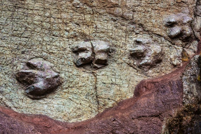 dinosaur fossil footprints for sale